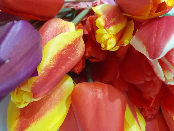 Квітковий Фон Квітів Тюльпанів Тло Тюльпанів Вітальна Листівка — стокове фото