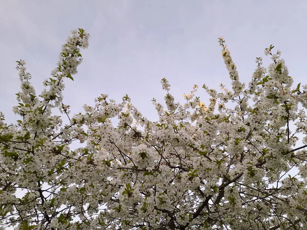 Des Cerisiers Fleurs Les Cerisiers Printemps Fleurissent Fond Floral — Photo