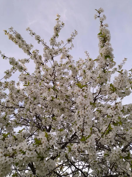 Flores Cerejeira Flores Cereja Primavera Fundo Floral — Fotografia de Stock