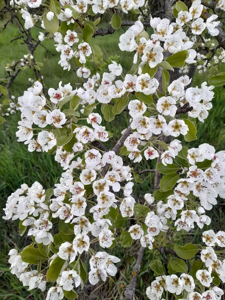 Almavirág Egy Almafa Tavaszi Virágai Virágos Háttér — Stock Fotó
