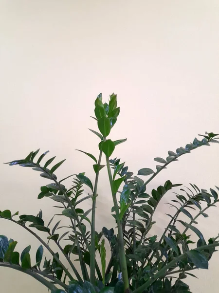 Grüne Zimmerpflanze Auf Hellem Hintergrund Floraler Hintergrund Für Eine Postkarte — Stockfoto