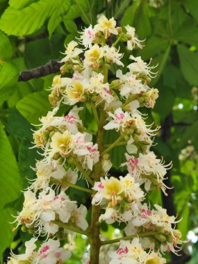 Çiçekli kestane. Kestane ağacının çiçekleri. Kartpostal için arka plan