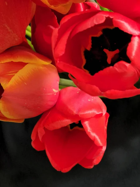 Tulipany Bukiet Kwitnących Tulipanów Czarnym Tle Kontekst Karty Okolicznościowej — Zdjęcie stockowe