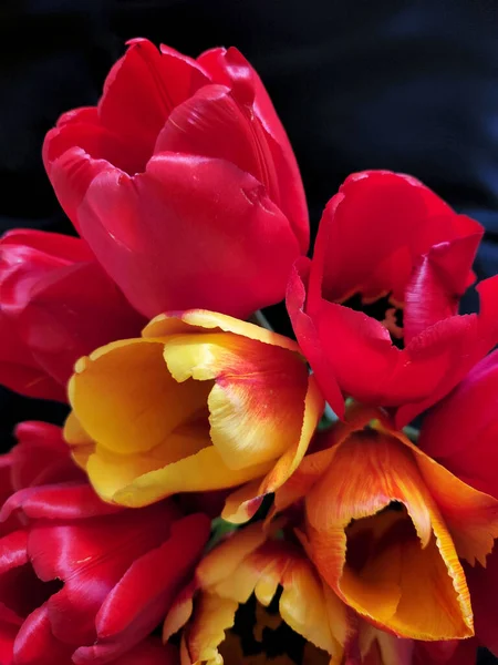 Tulipani Bouquet Tulipani Fioriti Fondo Nero Sfondo Biglietto Auguri — Foto Stock