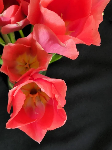 Тюльпани Букет Квітучих Тюльпанів Чорному Тлі Поле Листівки — стокове фото
