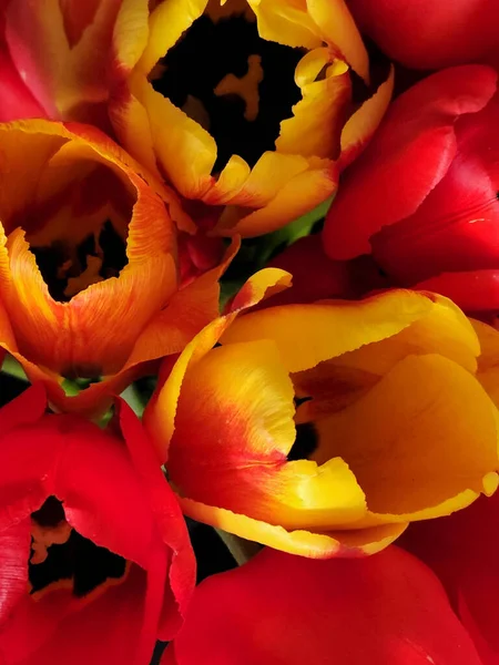 Красно Желтые Тюльпаны Букет Цветущих Тюльпанов Открытка Тюльпанами Фон Поздравительной — стоковое фото