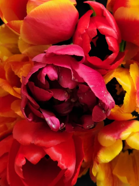 Червоно Жовті Тюльпани Букет Квітучих Тюльпанів Листівка Тюльпанами Фон Вітальної — стокове фото