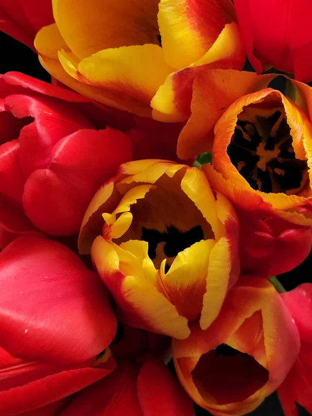 Czerwono Żółte Tulipany Bukiet Kwitnących Tulipanów Pocztówka Tulipanami Kontekst Karty — Zdjęcie stockowe