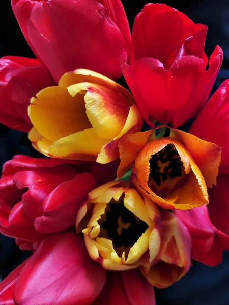Tulipani Rosso Gialli Bouquet Tulipani Fioriti Cartolina Con Tulipani Sfondo — Foto Stock
