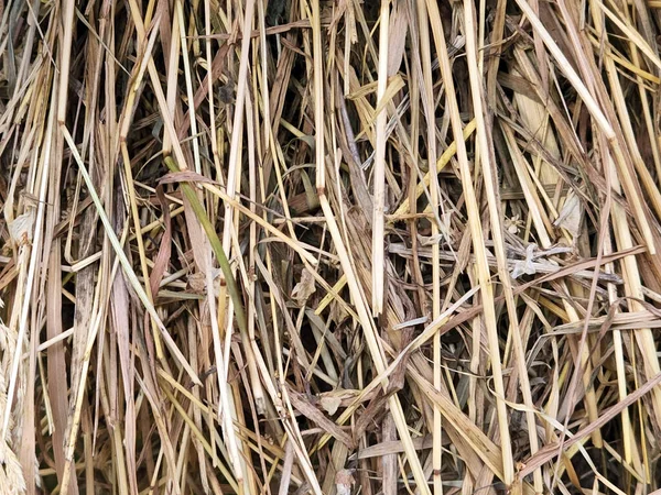 干枯的割草 Hay 干草背景 — 图库照片