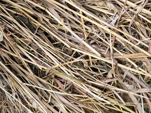 乾いた草 乾燥した切り草 乾燥草の背景 — ストック写真