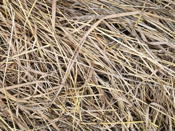 Dry Grass Dried Cut Grass Hay Dry Grass Background — Stock Photo, Image