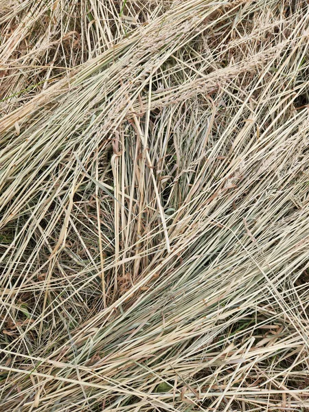 乾いた草 乾燥した切り草 乾燥草の背景 — ストック写真
