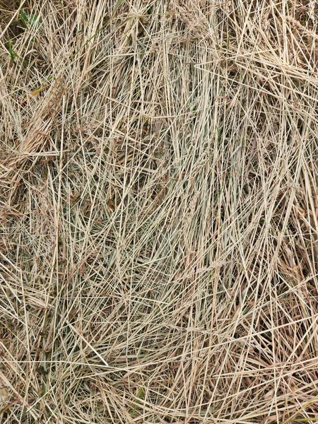 干枯的割草 Hay 干草背景 — 图库照片