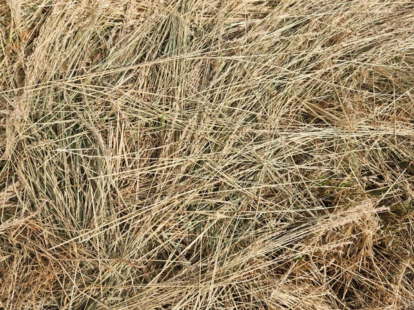 Trockenes Gras Getrocknetes Gemähtes Gras Heu Hintergrund Für Trockenes Gras — Stockfoto