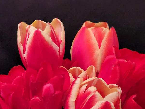 Червоні Тюльпани Букет Червоних Тюльпанів Темному Тлі Вітальна Листівка — стокове фото