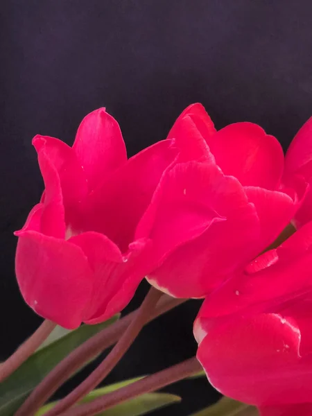 Червоні Тюльпани Букет Червоних Тюльпанів Темному Тлі Вітальна Листівка — стокове фото