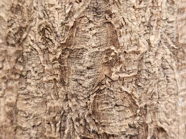 バーク 観葉植物樹皮 褐色の樹皮のヴィンテージ背景 — ストック写真