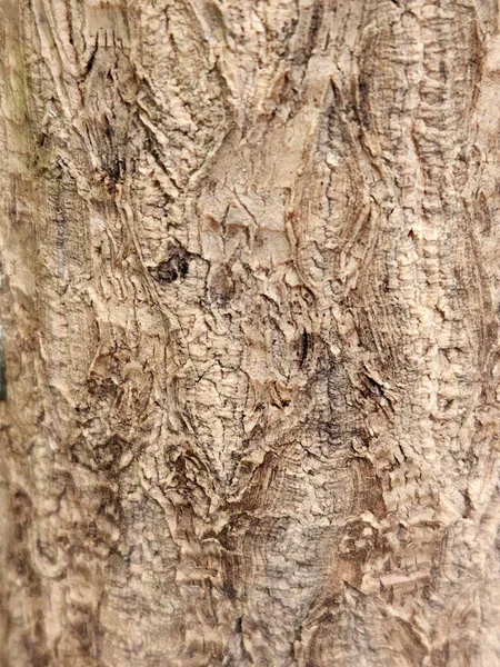집안의 나무껍질의 빈티지 — 스톡 사진