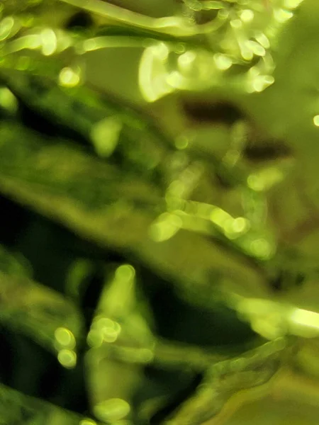 Размытый Зеленый Фон Зеленый Пятнистый Фон Визитных Карточек Сайтов Дефокусировка — стоковое фото