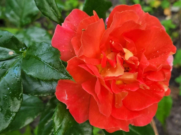 Trädgårdsros Röd Ros Blomma Trädgården Bakgrund För Ett Gratulationskort — Stockfoto