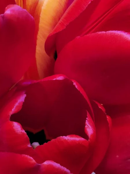 Букет Тюльпанів Букет Квітів Тюльпанів Крупним Планом Фон Вітальної Листівки — стокове фото