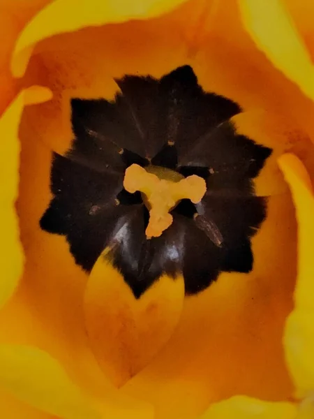 一束郁金香 一束郁金香花凑在一起了 贺卡的背景 瓦伦丁 — 图库照片