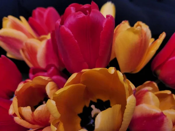 Bouquet Tulipani Bouquet Fiori Tulipano Vicino Sfondo Biglietto Auguri San — Foto Stock