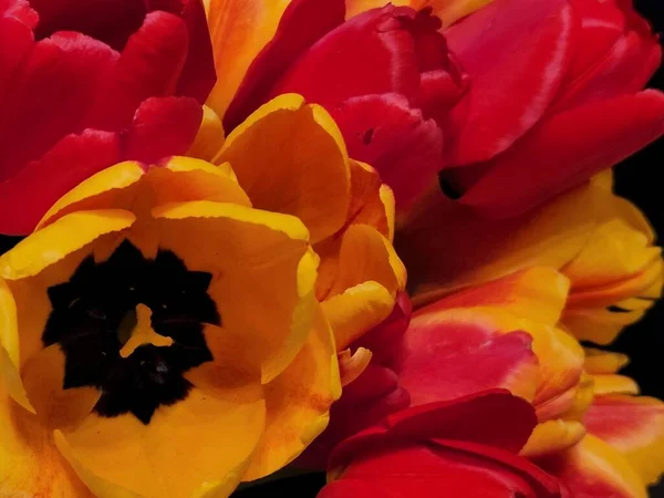Букет Тюльпанів Букет Квітів Тюльпанів Крупним Планом Фон Вітальної Листівки — стокове фото