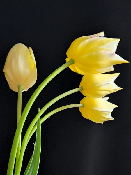 Yellow tulips. Flowers of yellow tulips on a black background. Greeting card