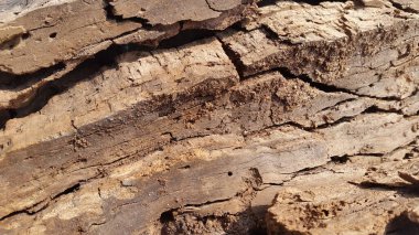 Çürük odun. Eski çürük ahşabın klasik arka planı. Klasik arka plan. Eski ahşap dokusu