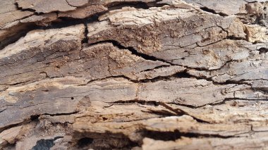 Çürük odun. Eski çürük ahşabın klasik arka planı. Klasik arka plan. Eski ahşap dokusu