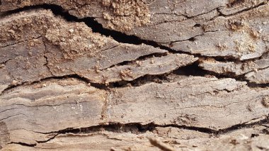 Çürük odun. Eski çürük ahşabın klasik arka planı. Klasik arka plan. Eski ahşap dokusu