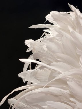 Kuş tüyü. Siyah arka planda beyaz kuş tüyleri. Siyah arkaplanda beyaz kuş kanadı
