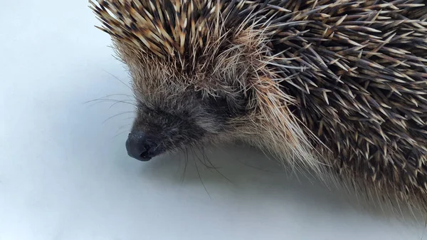 Hedgehog. Photo of a hedgehog. Hedgehog close-up on a white background. Animal with needles