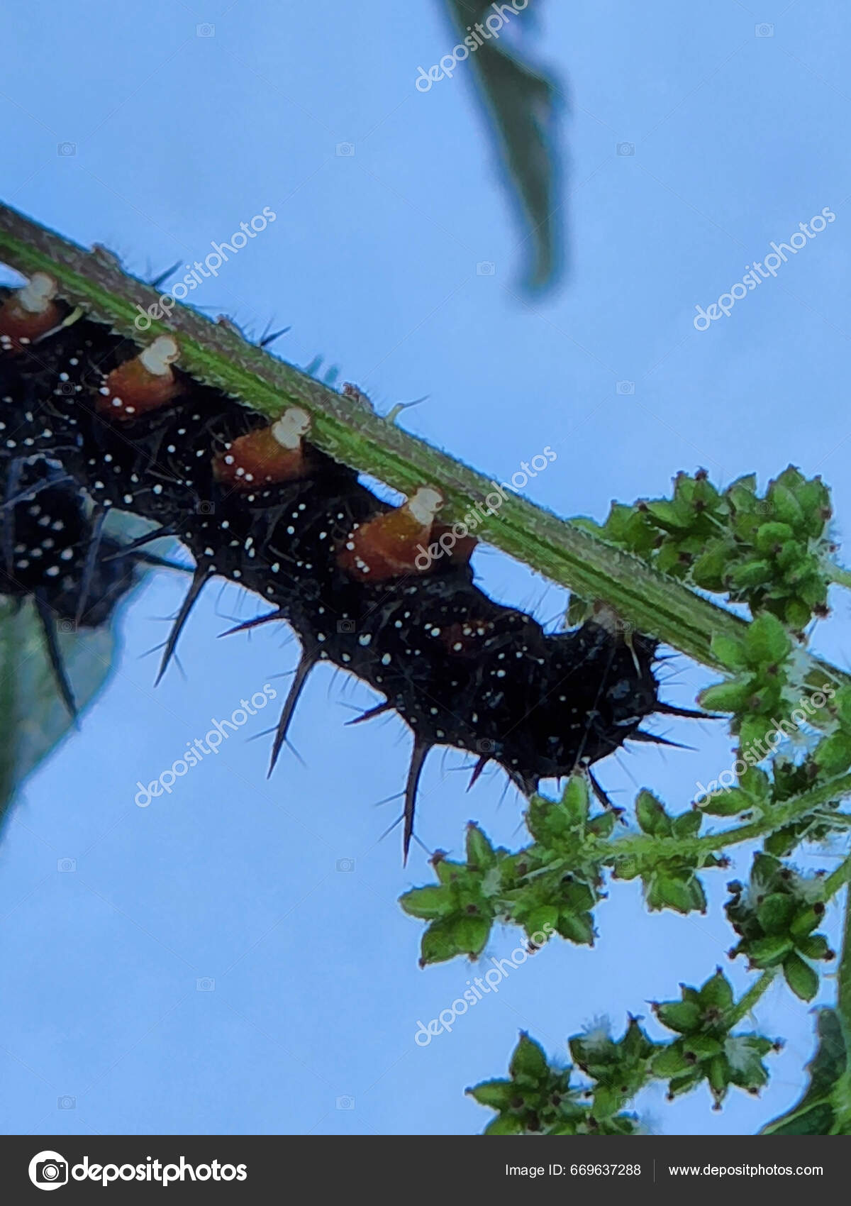 Black Caterpillar Black Butterfly Caterpillar Inachis Nymphalide