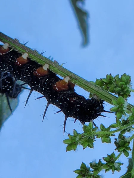 Schwarze Raupe Schwarze Schmetterlingsraupe Inachis Nymphalide Raupe Auf Brennnessel — Stockfoto