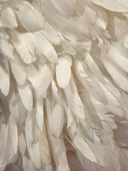 Piume Uccello Bianco Sfondo Molte Piume Uccello Bianco Sfondo Glamour — Foto Stock