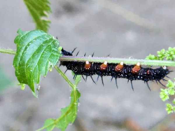 Nymphalide Schwarze Raupe Schwarze Schmetterlingsraupe Inachis Raupe Auf Brennnessel — Stockfoto