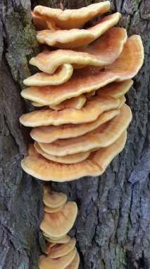 Ağaç gövdesinde asalak mantarlar. Ağaçtaki mantarlar