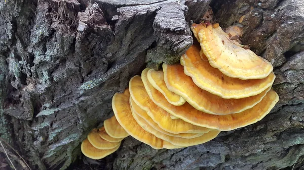 Parasitic Mushrooms Tree Trunk Mushrooms Tree — Stock Photo, Image