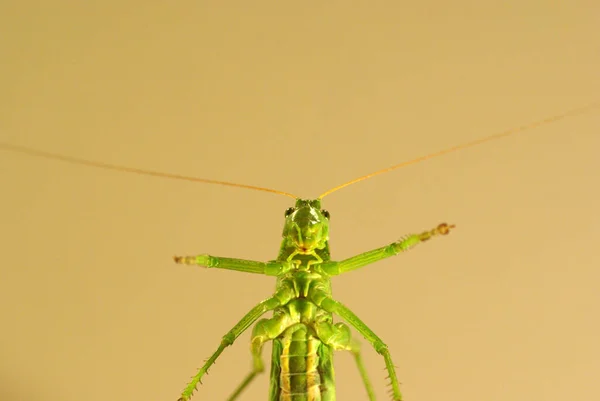 Çekirge Sarımsı Bir Arka Planda Yetişkin Çekirgesi Böcek Ilacı — Stok fotoğraf