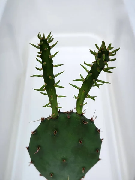 Kaktusfeige Zimmerpflanze Opuntia Opuntia Stamm Grüne Zimmerpflanze Topf — Stockfoto