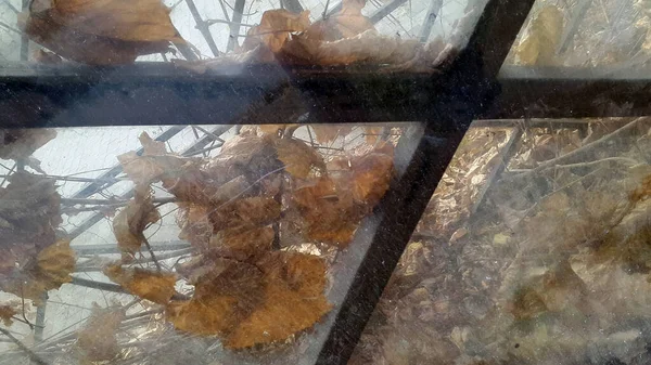 枝と乾燥した葉のヴィンテージの背景 抽象ヴィンテージの背景 — ストック写真