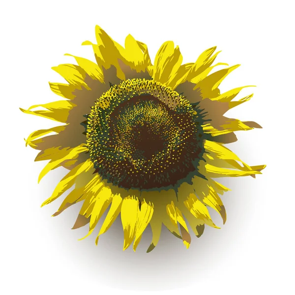 Bunga Matahari Dengan Latar Belakang Putih Ilustrasi Vektor Bunga Matahari - Stok Vektor