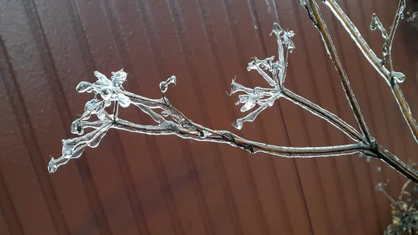 植物は氷で覆われている 凍った枝 — ストック写真