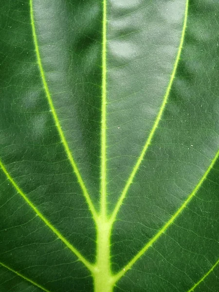 Grünes Blatt Aus Nächster Nähe Bio Hintergrund Aus Grünem Pflanzenblatt — Stockfoto