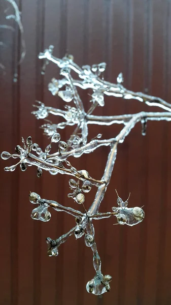 Rostlinné Stonky Pokryté Ledem Zmrazené Větve — Stock fotografie