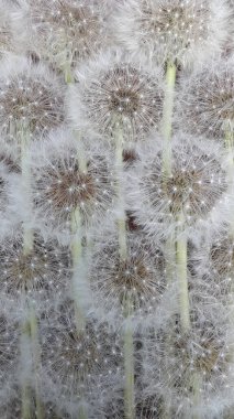 Olgun karahindibaların geçmişi. Karahindiba. Yumuşak karahindiba tohumları