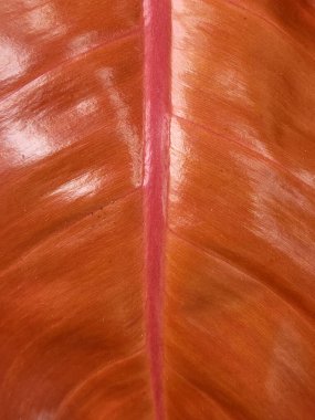 Philodendron. Philodendron Portakal Prensi. Philodendron yaprakları